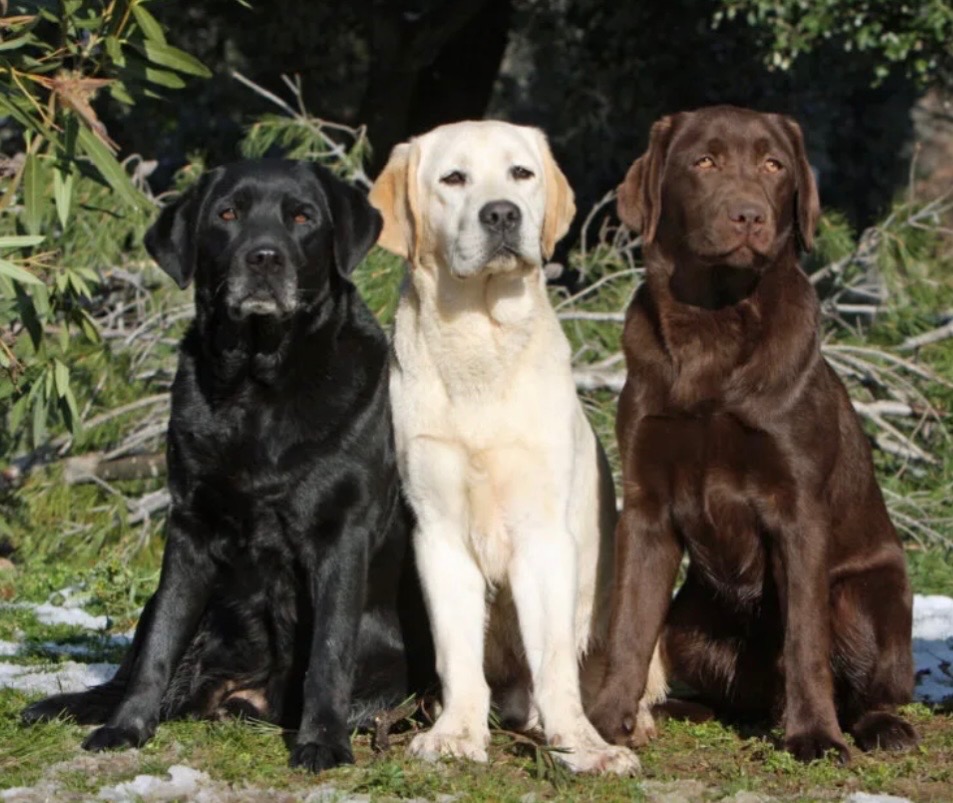 Champion stud dogs in the Wiltshire countryside